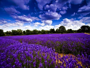 clouds, Flowers Narrow-leaved Lavender