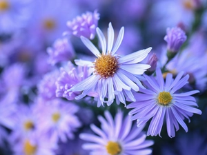 Aster, Flowers, Light Purple, Beetle