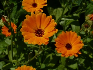 Marigold Medical, Orange, flowers