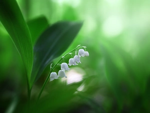 White, lily of the Valley, Leaf, Colourfull Flowers