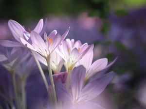 Flowers, colchicums, Pink