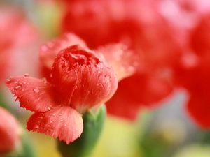 pink, Red, Colourfull Flowers