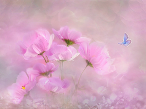 butterfly, Dusky Icarus, Flowers, Cosmos, Pink