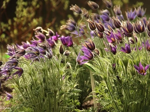 Flowers, pasque, purple