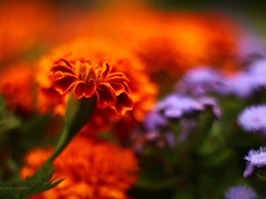Tagetes, Orange, Flowers, Turki
