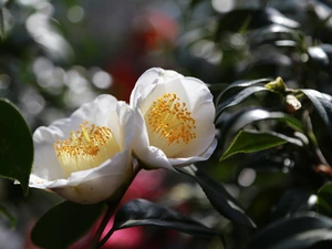 White, camellia, Leaf, Flowers