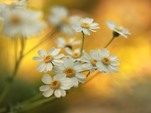 Flowers, milfoil, White