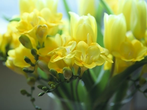 Yellow, Freesias, rapprochement, Flowers