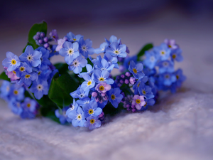 small bunch, forget-me-not
