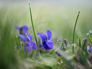 grass, drops, Flowers, fragrant violets, Blue