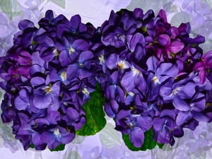 bouquets, fragrant violets, graphics, Flowers