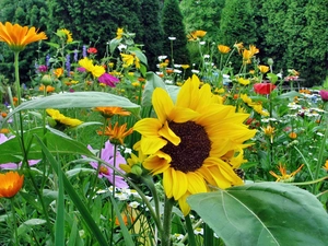 Garden, Sunflower, Flowers