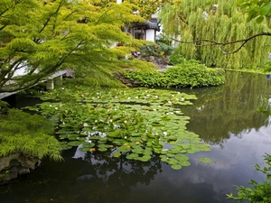 Pond - car, Water lilies, Garden