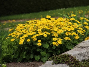 Yellow, ##, garden, Flowers