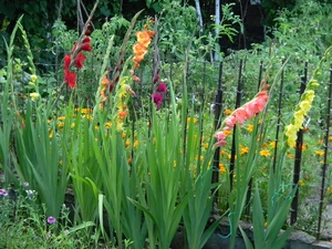 Garden, Different colored, gladioli
