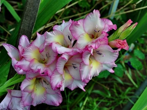 Flowers, gladiolus