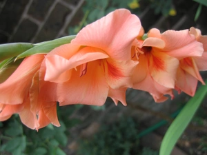 peach, gladiolus