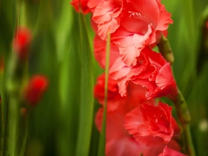 Red, gladiolus
