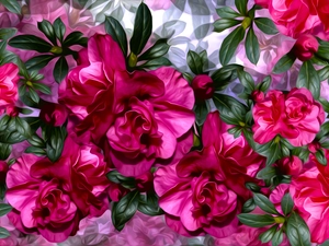 graphics, Flowers, camellia