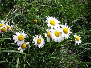 grass, Meadow, daisy