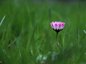 daisy, flakes, grass, Pink