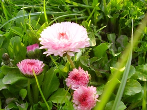 grass, Pink, Flowers