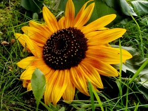 grass, Sunflower, Yellow