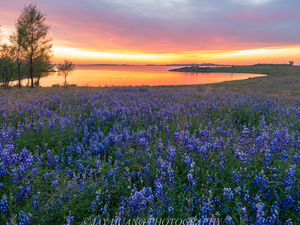 viewes, lake, lupine, Great Sunsets, Meadow, trees