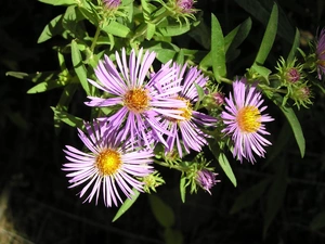leaves, Aster, green ones