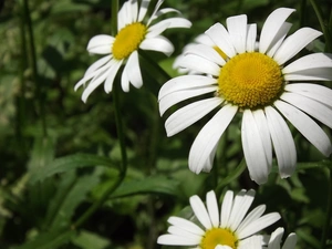 leaves, Daisy, green ones