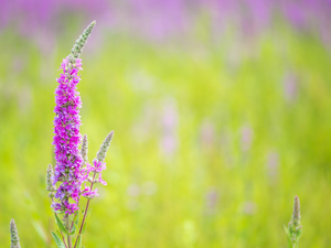 Pink, Lythrum Salicaria, Green Background, Colourfull Flowers