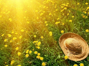 rays of the Sun, Hat, dandelions, Meadow