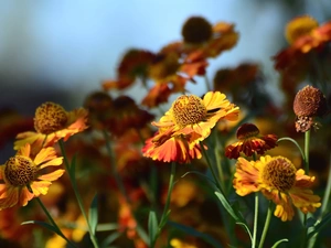 Helenium, Flowers, Orange