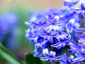 Colourfull Flowers, blue, hyacinth