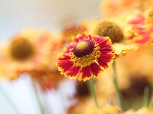blurry background, Helenium Hybridum, Colourfull Flowers