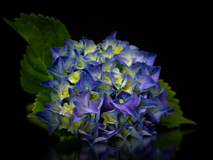 Leaf, Dark Background, hydrangea, Blue, Colourfull Flowers