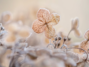 hydrangea, frosty, Flowers