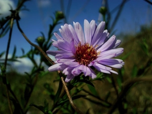 Aster, inflorescence