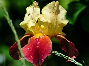 drops, Colourfull Flowers, iris