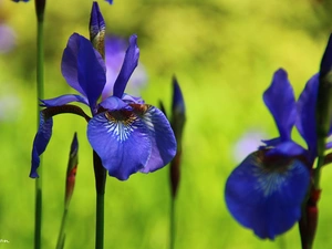 iris, Siberian Iris