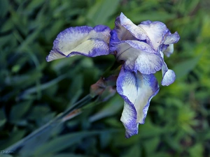 Violet, iris