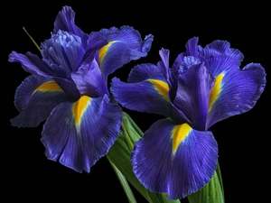 Irises, Flowers, Blue