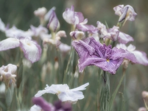 blurry background, Flowers, Irises