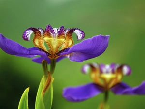 Flowers, Irises