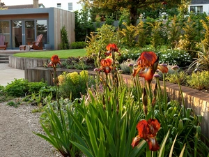 Houses, Red, Irises, Garden
