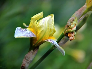 Yellow, Irises