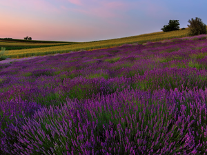 field, trees, viewes, lavender