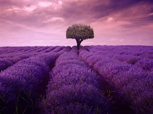 trees, Field, Sky, lavender