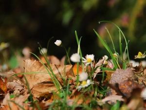 Leaf, droplets, grass, dry, daisies