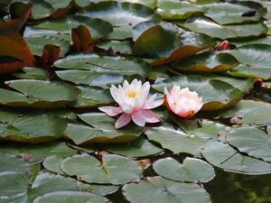 lilies, Big, Leaf, water